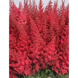 Астильба Astilbe Else Schluck
